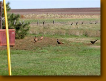 Roosters visiting us in the yard.