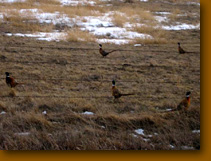 Pheasants on their daily visit as the lodge is built.